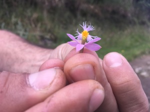 orquídea